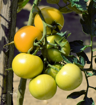 Solanum <br>TOMATO GOLDEN JUBILEE <br>Heirloom