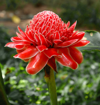 Etlingera eliator <br>RED TORCH GINGER