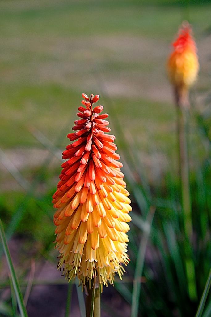 torch lily flower Kniphofia uvaria RED HOT POKER, TORCH LILY MIX – Ferri Seeds