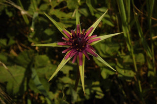 Tragopogon porrifolius