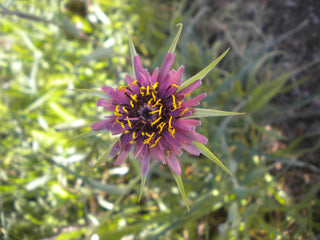 Tragopogon porrifolius