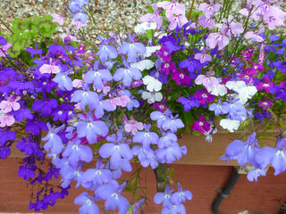 Lobelia erinus pendula <br>LOBELIA TRAILING EARLY BLOOM MIX
