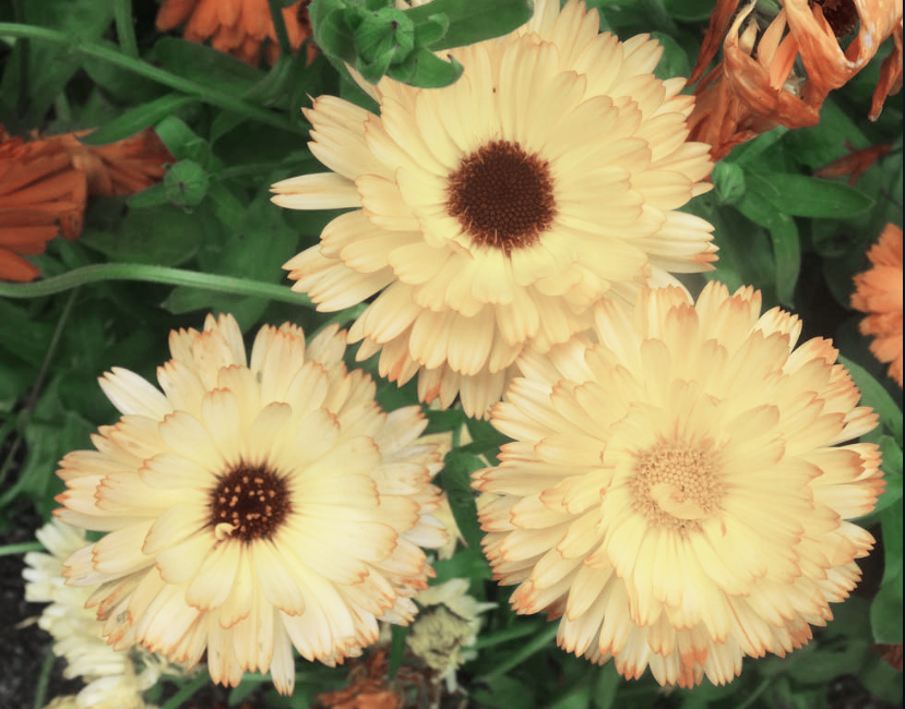 Calendula Officinalis SNOW PRINCESS CALENDULA – Ferri Seeds