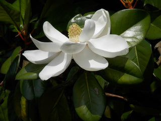 SOUTHERN MAGNOLIA, BULL BAY <br>Magnolia grandiflora