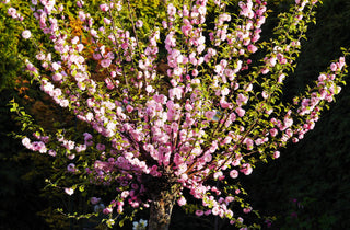 FLOWERING ALMOND <br>Prunus triloba
