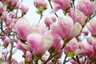 LILY MAGNOLIA <br>Magnolia liliflora