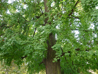 Ginkgo biloba <br>DINOSAUR FOOD, Maidenhair Tree