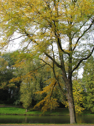 Gleditsia triacanthos <br>HONEY LOCUST