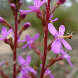 CARNIVOROUS TRIGGER PLANT Stylidium Graminifolium