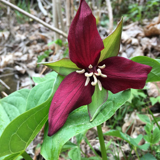 Trillium erectum <br>RED TRILLIUM, PURPLE TRILLIUM