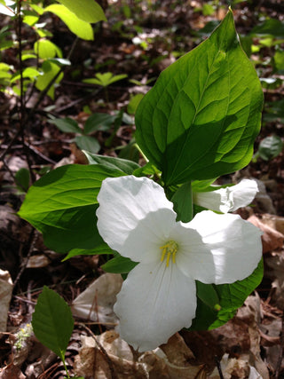 Trillium grandiflorum <br>GREAT WHITE TRILLIUM <br>Organic