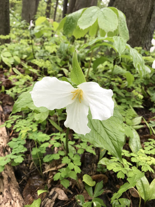 Trillium grandiflorum <br>GREAT WHITE TRILLIUM <br>Organic