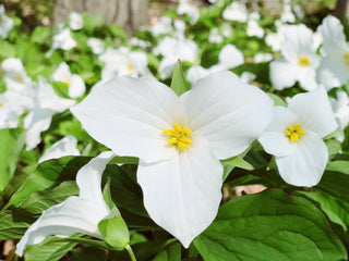 Trillium grandiflorum <br>GREAT WHITE TRILLIUM <br>Organic