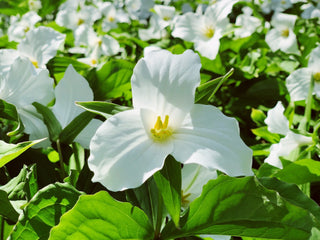 Trillium grandiflorum <br>GREAT WHITE TRILLIUM <br>BULB/CORM