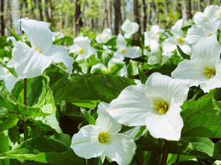 Trillium grandiflorum <br>GREAT WHITE TRILLIUM <br>Organic