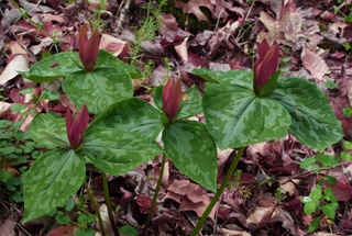 Trillium chloropetalum var. giganteum <br>GIANT RED TRILLIUM