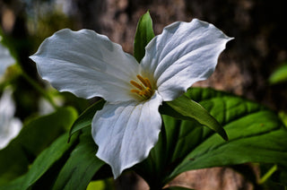 Trillium grandiflorum <br>GREAT WHITE TRILLIUM <br>Organic