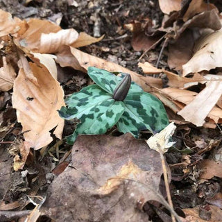 Trillium chloropeltalum <br>RED TRILLIUM