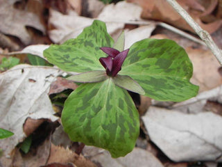 Trillium chloropeltalum <br>RED TRILLIUM