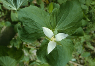 Trillium flexipes <br>TRILLIUM, NODDING WAKEROBIN, DROOPING TRILLIUM