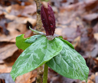 Trillium kurabayashii <br>GIANT RED TRILLIUM