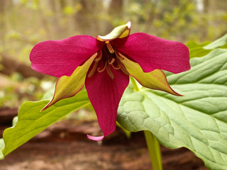 Trillium erectum <br>RED TRILLIUM, PURPLE TRILLIUM