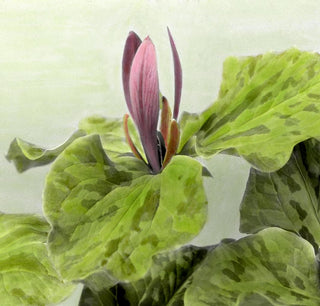 Trillium chloropeltalum <br>RED TRILLIUM