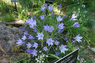 Triteleia laxa <br>ITHURIEL'S SPEAR, GRASS NUT