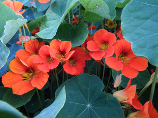 Tropaeolum minus <br>NASTURTIUM SALMON BABY