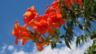 Campsis radicans <br>TRUMPET CREEPER VINE