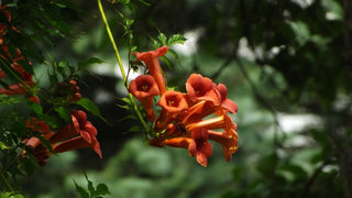 Campsis radicans <br>TRUMPET CREEPER VINE