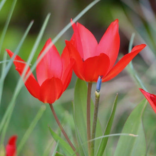 Tulipa sprengeri <br>WILD TULIP