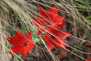 Tulipa sprengeri <br>WILD TULIP