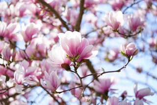 Magnolia soulangeana <br>SAUCER MAGNOLIA