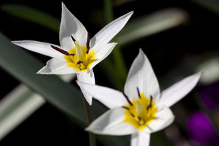 Tulipa turkestanica <br>TURKESTAN TULIP