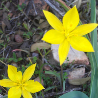 Tulipa sylvestris <br>WILD TULIP, WOODLAND TULIP, FLORENTINE TULIP