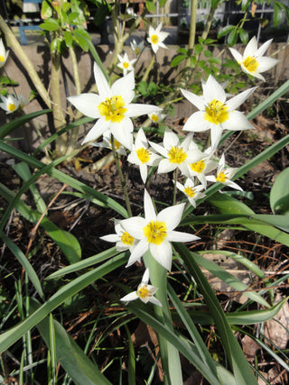 Tulipa turkestanica <br>TURKESTAN TULIP