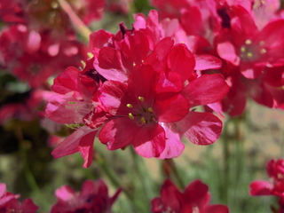 Armeria pseudarmeria <br>RED SEA THRIFT