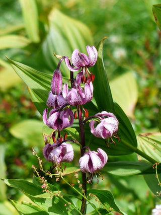 Lilium martagon <br>PINK TURK'S CAP LILY, MICHIGAN LILY