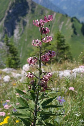 Lilium martagon <br>PINK TURK'S CAP LILY, MICHIGAN LILY