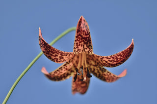Lilium michiganense <br>MIXED COLOURS TURK'S CAP LILY, MICHIGAN LILY <br>Organic