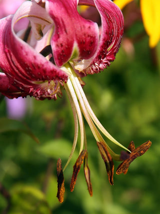 Lilium martagon <br>MIXED COLOURS TURK'S CAP LILY, MICHIGAN LILY