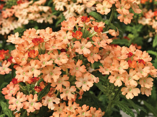 Verbena hybrida <br>OBSESSION APRICOT VERBENA
