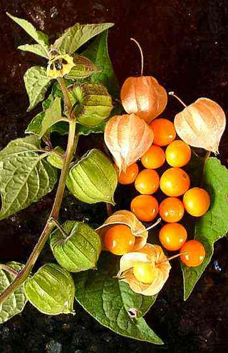 Physalis peruviana <br>PERUVIAN GROUNDCHERRY, GOOSEBERRY Husk Cherry