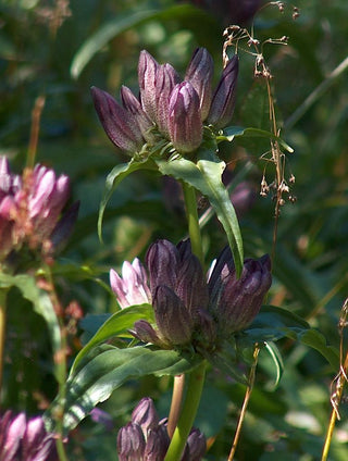 Gentiana pannonica <br>HUNGARIAN GENTIAN