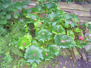 Peltiphyllum peltatum, Darmera peltata <br>UMBRELLA PLANT, INDIAN RHUBARB