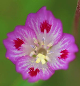 Clarkia amoena <br>FAREWELL TO SPRING, GODETIA