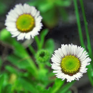 Erigeron glaucus albus <br>WHITE BEACH ASTER