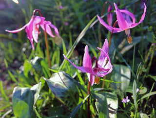 Erythronium dens-canis <br>PINK TROUT LILY, DOG'S TOOTH VIOLET