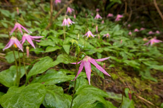 Erythronium revolutum <br>WHITE TO PINK FAWN LILY, TROUT LILY